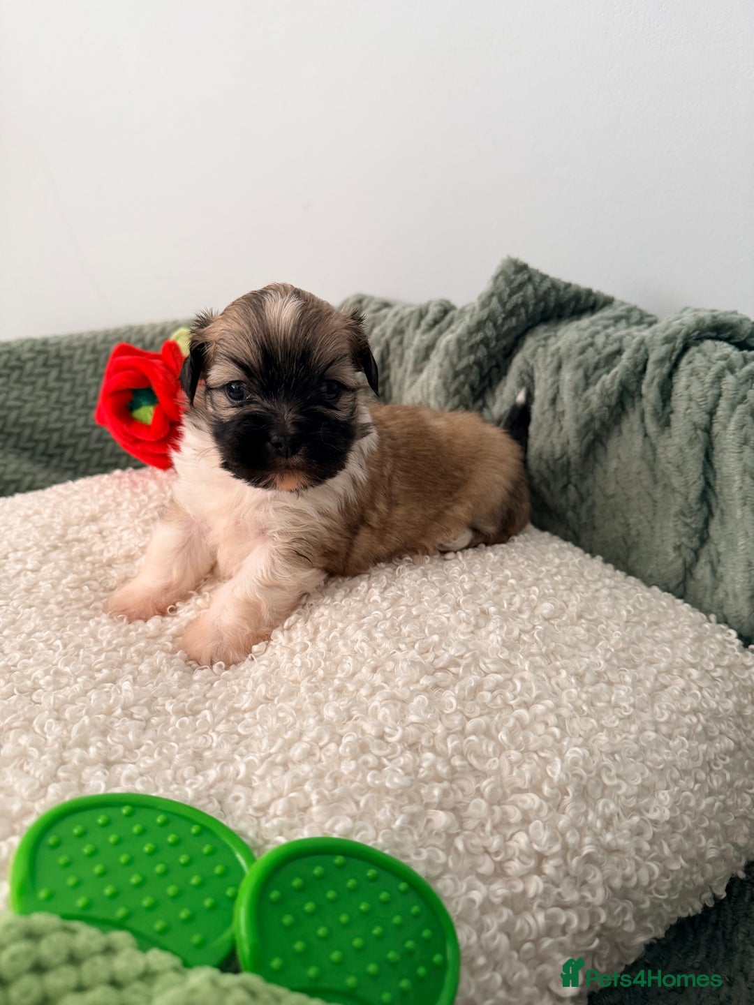 Lhasa Apso dogs for sale: Beautiful litter of KC Lhasa Apso puppies  - Advert 9