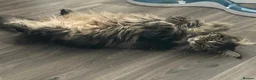 Maine Coon cats for sale: Maine Coon 6 year old female needs a loving home - Advert 4