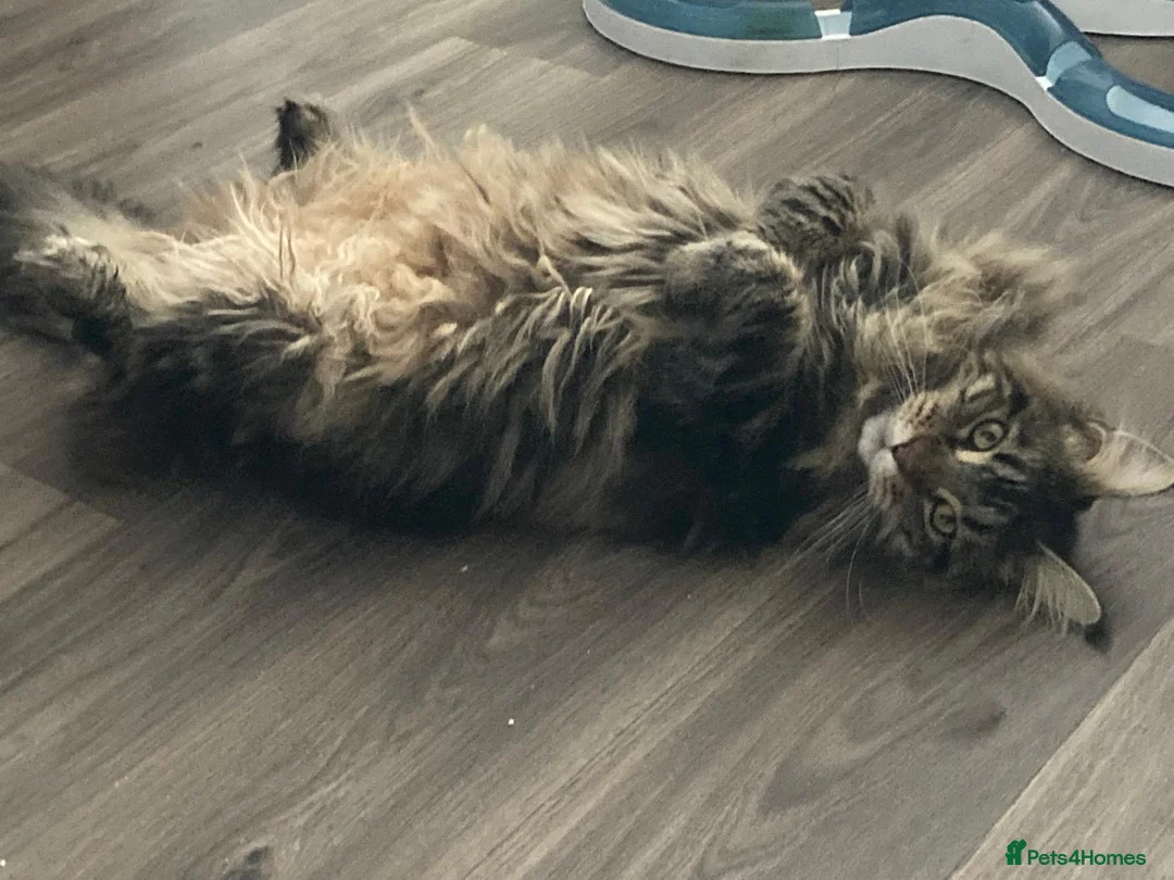 Maine Coon cats for sale: Maine Coon 6 year old female needs a loving home - Advert 4