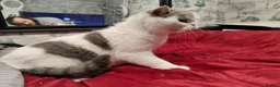 Scottish Fold cats for sale: Scottish fold queen - Advert 8