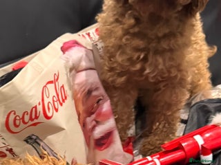 Miniature Poodle dogs Fox red stunning miniature poodles - Advert 12