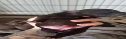 Staffordshire Bull Terrier dogs for sale: Stunning Staffordshire Bull Terrier Puppies - Advert 6