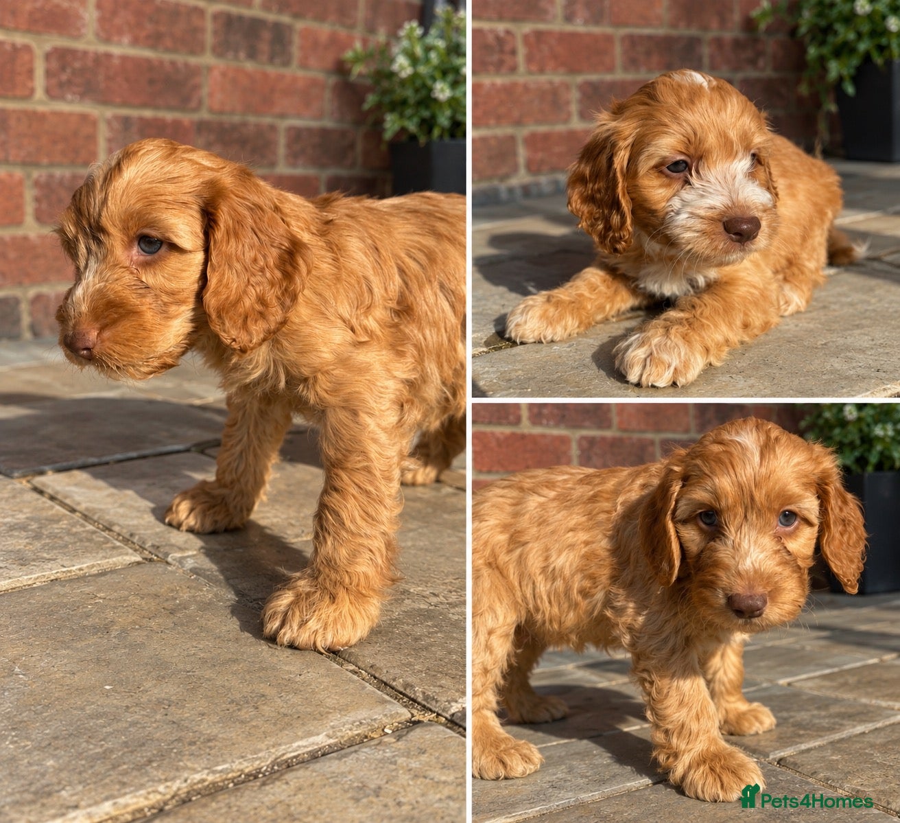 Cockapoo dogs F2 Merle apricot red and white Cockapoo puppies ❤️ - Advert 2