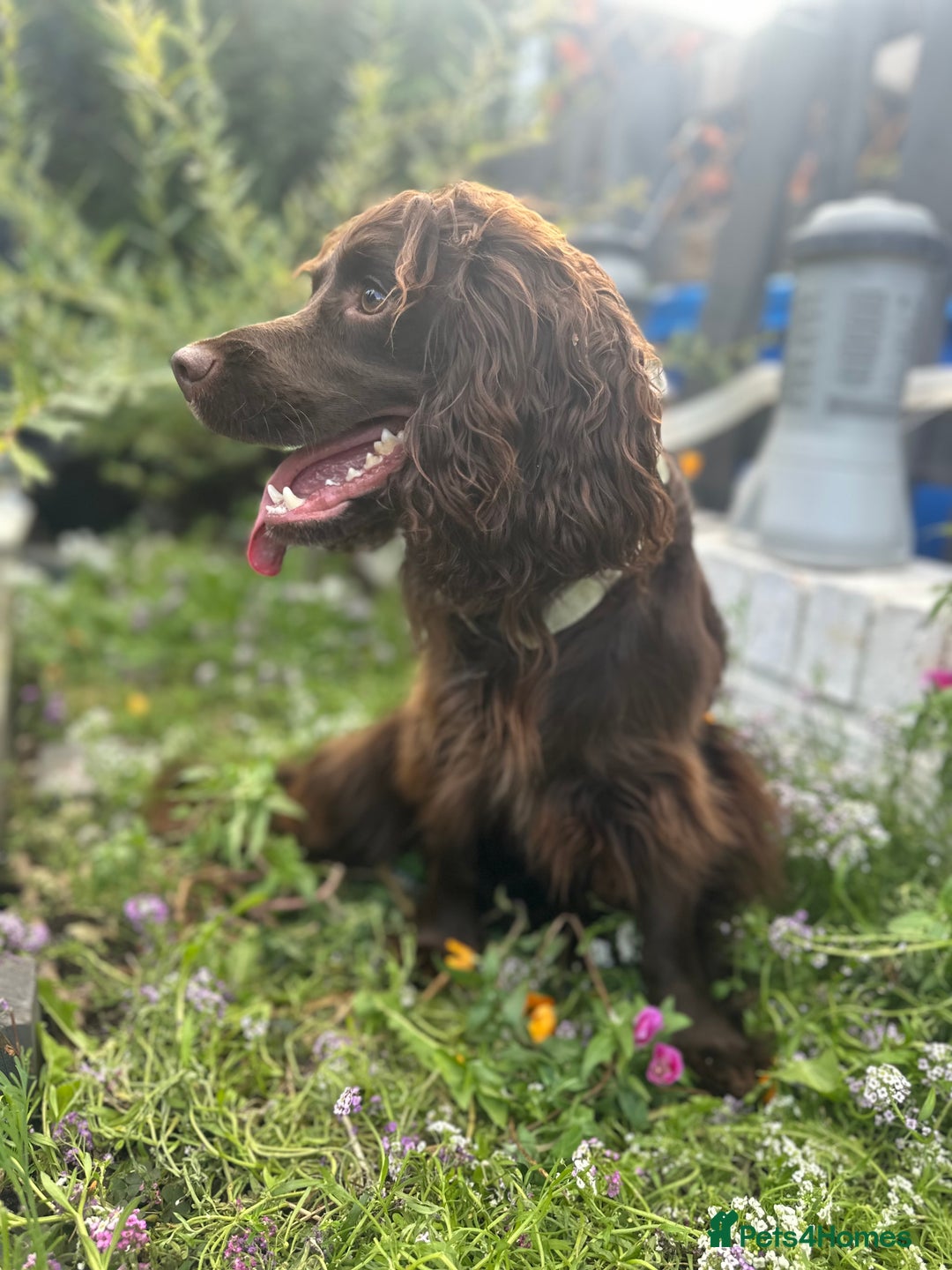 Cocker Spaniel dogs for stud: Milo for STUD - Advert 2