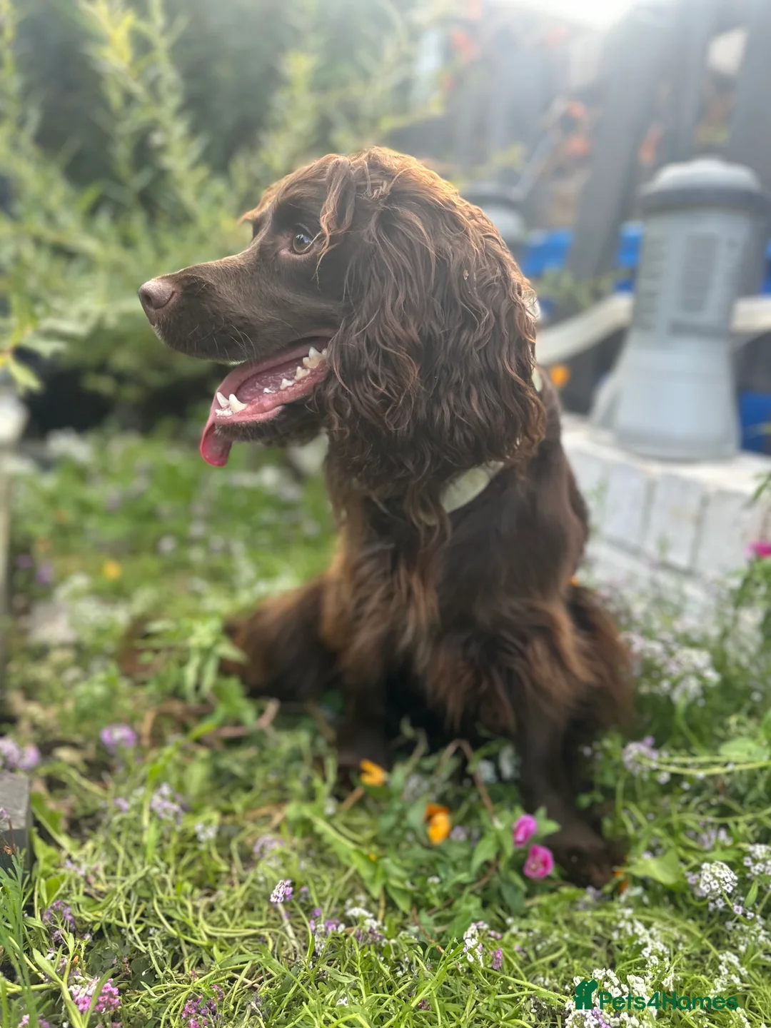 Cocker Spaniel dogs for stud: Milo for STUD - Advert 2