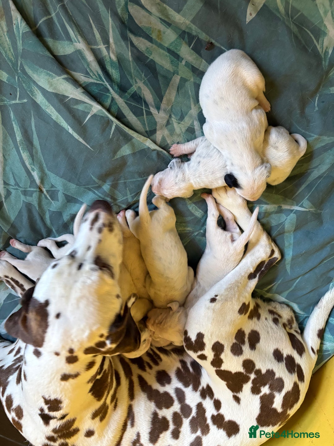 Dalmatian dogs for sale: Gorgeous chunky healthy Dalmatian puppies  - Image 4
