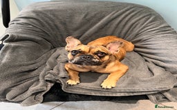 French Bulldog dogs for sale: 9 months Frenchbulldog girl,health tested parents  - Image 1