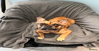 French Bulldog dogs - Advert 7