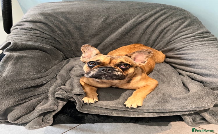French Bulldog dogs - Advert 7