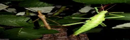 Stick Insects invertebrates for sale: Giant Green Bean Stick Insects x 6 Nymphs - Advert 3
