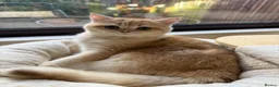 British Shorthair cats for sale: GCCF reg BSH Chocolate and Black Golden Kittens - Advert 6
