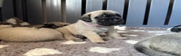 Mastiff dogs for sale: KC English mastiff Puppies  - Advert 15