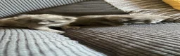 Mixed Breed cats for sale: Grey Kittens For Sale - Advert 2