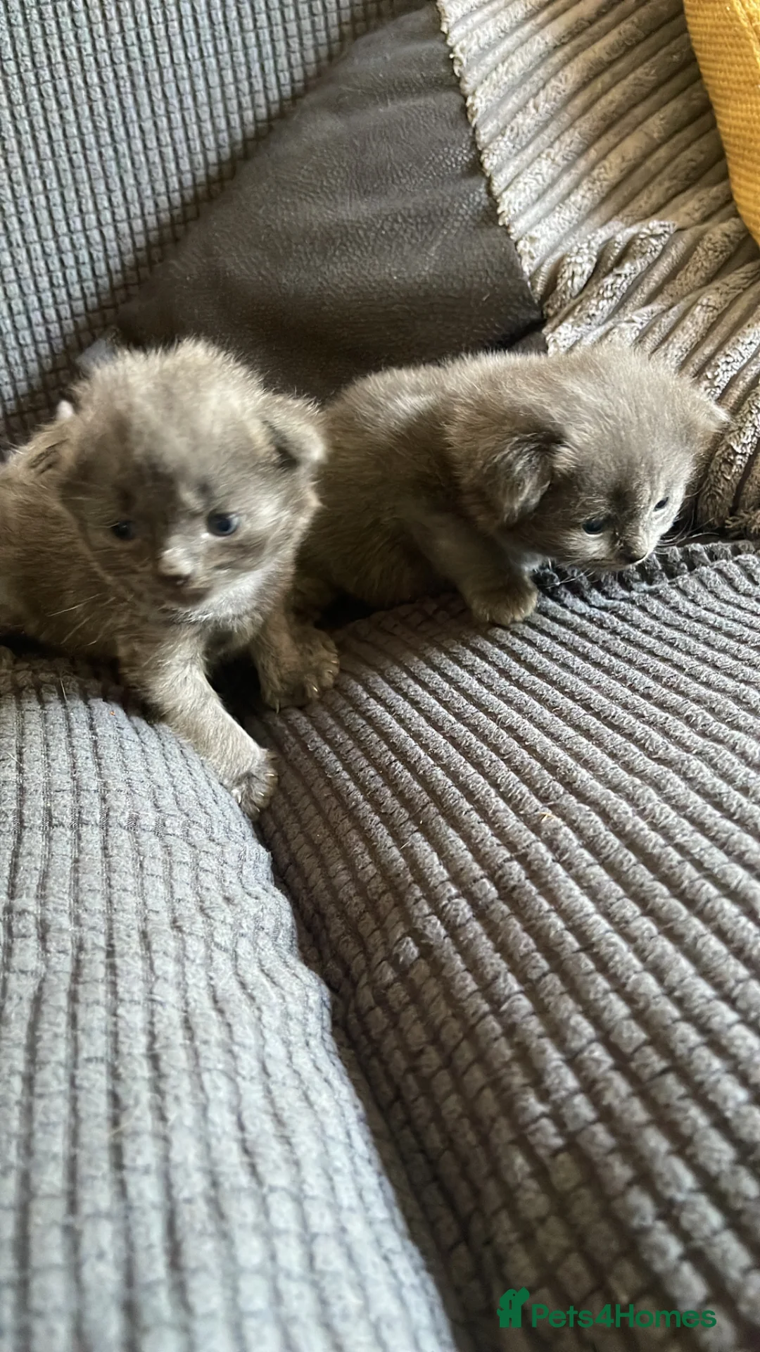 Mixed Breed cats for sale: Grey Kittens For Sale - Advert 2