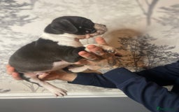 Mixed Breed dogs for sale: Bulldogs for sale  - Image 12