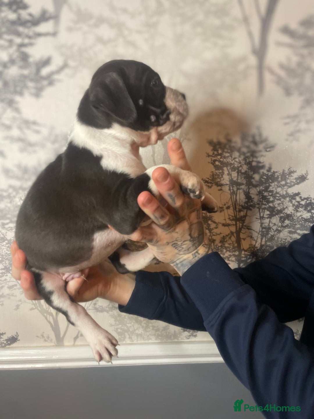 Mixed Breed dogs for sale: Bulldogs for sale  - Image 12