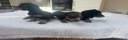 Miniature Dachshund dogs for sale: ****mini dachshunds *** in Nottingham - Advert 9