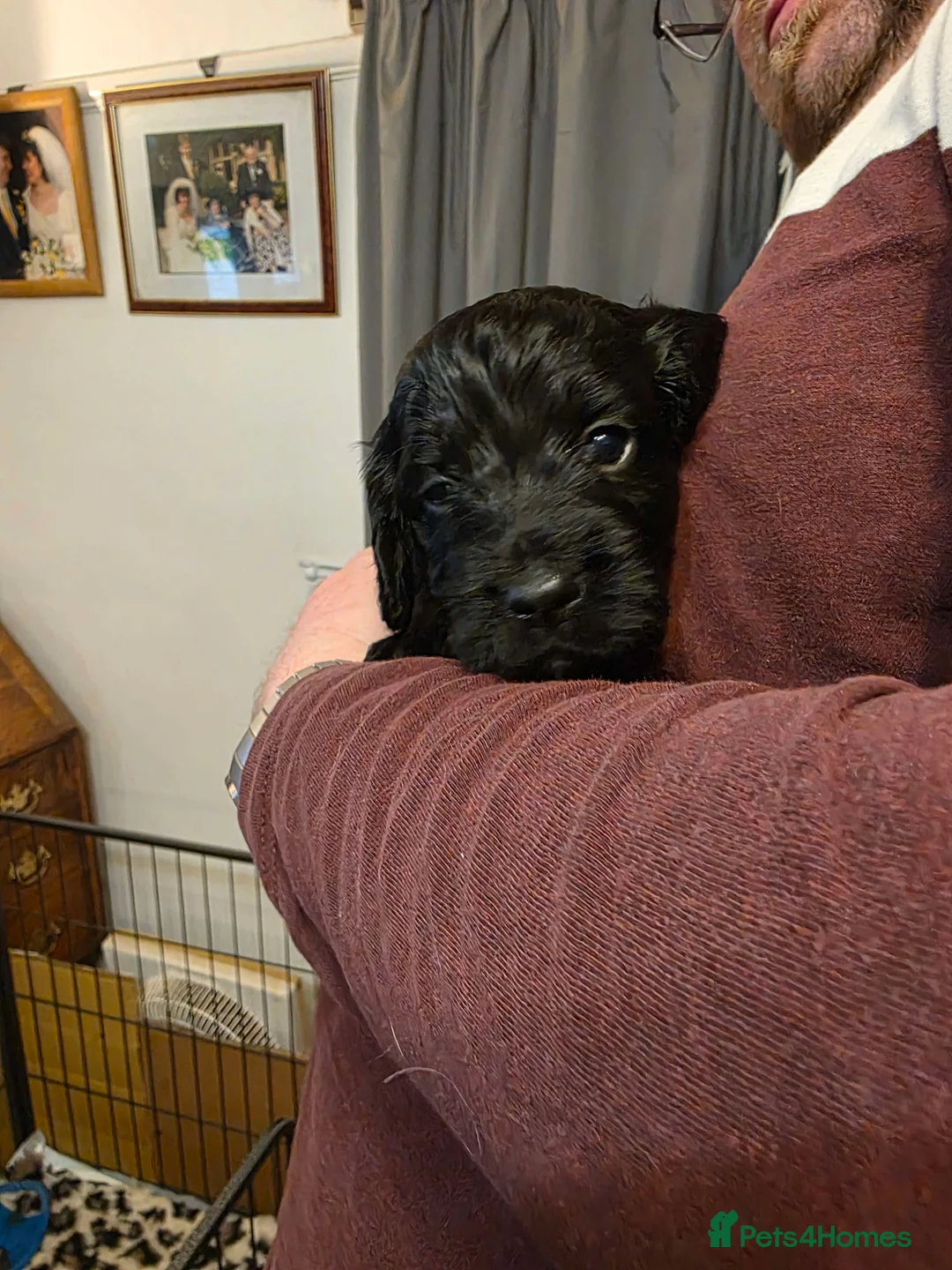 Cockapoo dogs for sale: Litter of Cockapoo's for sale - Advert 10