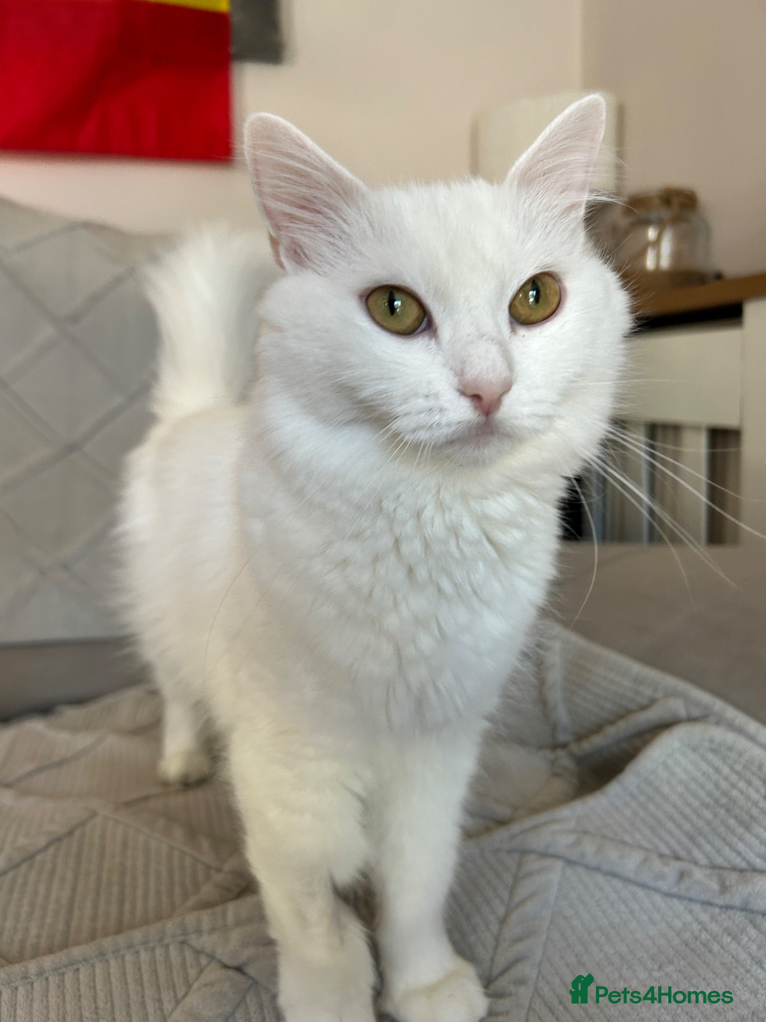 Mixed Breed cats Persian cross cat  - Advert 7