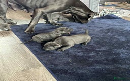 Cane Corso dogs for sale: Beautiful cane corso puppies  - Image 34
