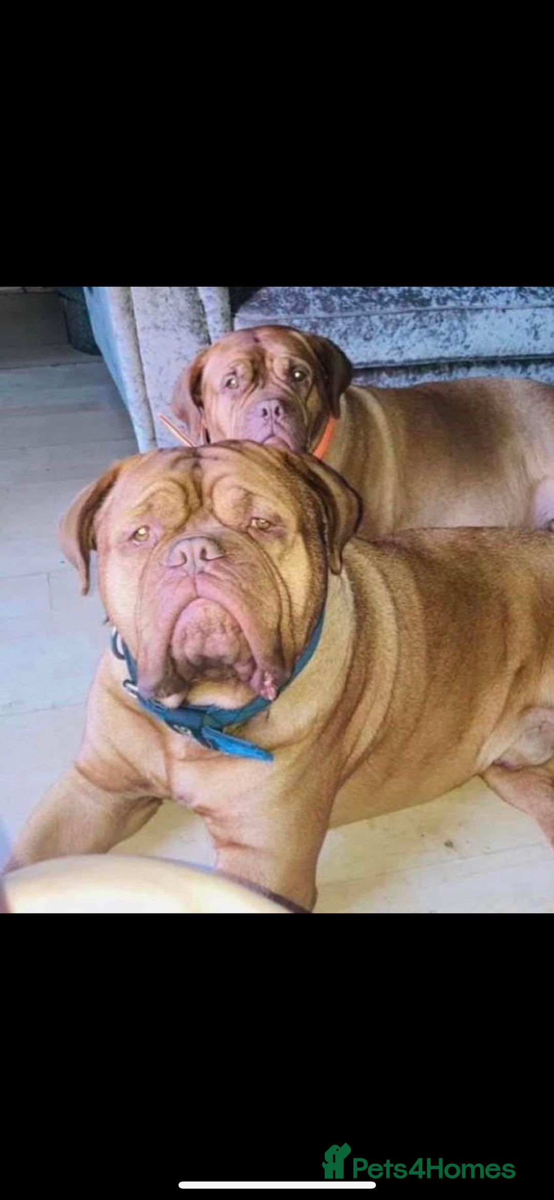 Dogue De Bordeaux dogs for sale: FULL PEDIGREE 🦁 Dogue de Bordeaux pups ( French ) - Image 6