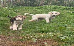 Saluki dogs for sale: Lovely Saluki Puppies - Image 4