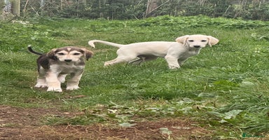 Saluki dogs - Advert 14