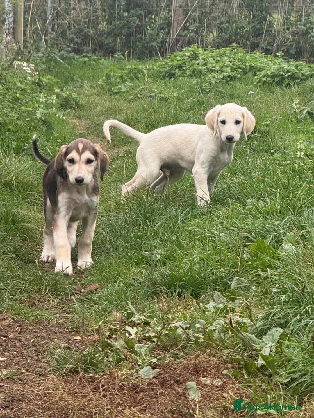 Saluki dogs for sale: Lovely Saluki Puppies - Image 4