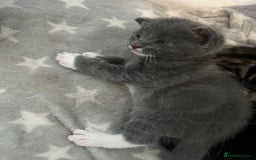 Mixed Breed cats for sale: 🥰 Beautiful kittens 🥰 - Image 15