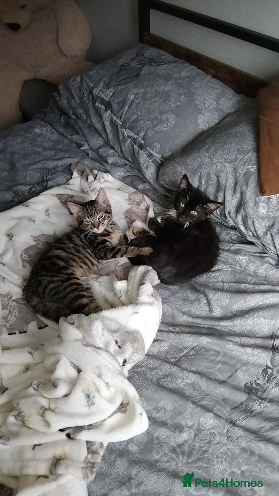 Mixed Breed cats for sale: 2 male kittens  - Image 3