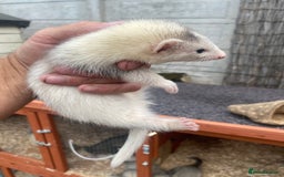 Ferret rodents for sale: Mirco kitts  in Redditch - Image 7