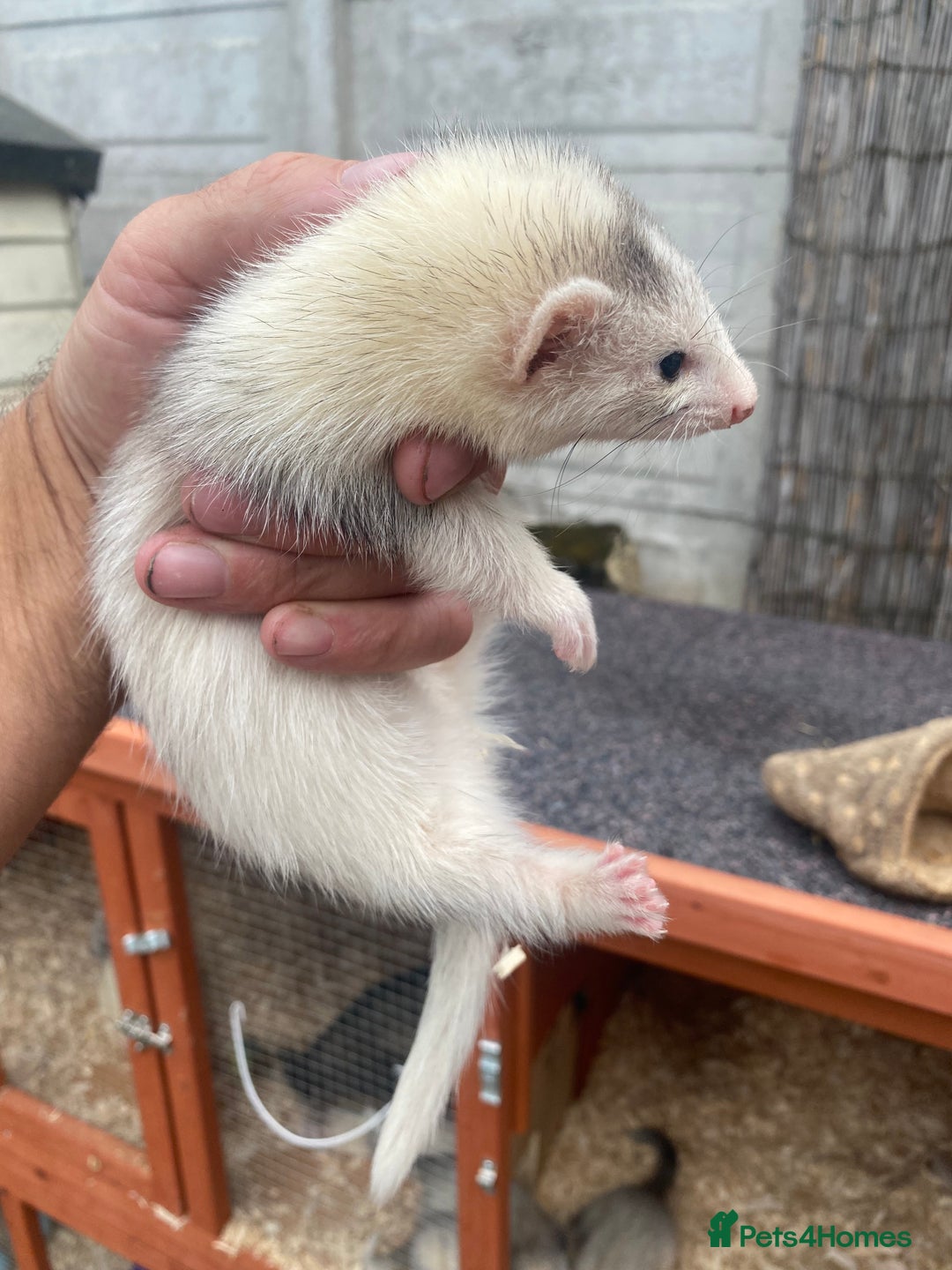 Ferret rodents for sale: Mirco kitts  in Redditch - Image 7