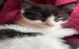 Mixed Breed cats for sale: 7 happy kittens ready for their new home - Image 18