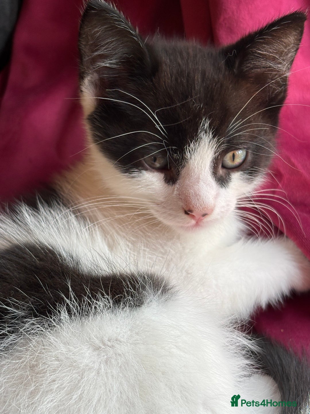 Mixed Breed cats for sale: 7 happy kittens ready for their new home - Image 18