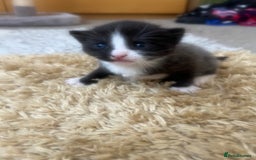 Mixed Breed cats for sale: Gorgeous kittens  - Image 4