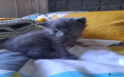 Mixed Breed cats for sale: Beautiful grey fluffy kittens - Image 4