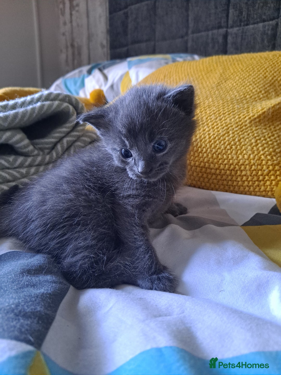 Mixed Breed cats for sale: Beautiful grey fluffy kittens - Image 4