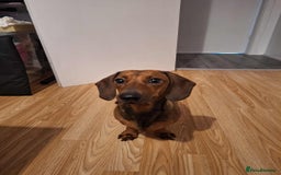 Miniature Dachshund dogs for sale: Miniature Dachshund Puppies For Sale  - Advert 2