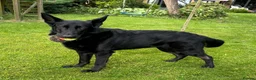 German Shepherd dogs for sale: Laado - gentle loving girl German shepherd in Leicester - Advert 6