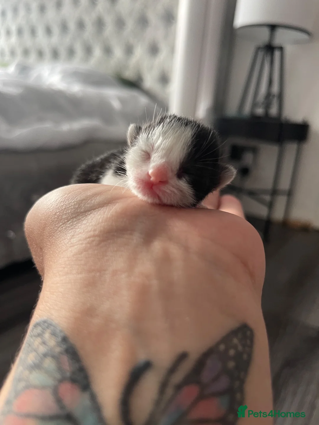Domestic Shorthair cats for sale: Two beautifully marked male kittens - Advert 2