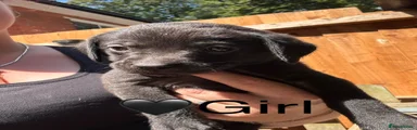 Black Collar Black Girl