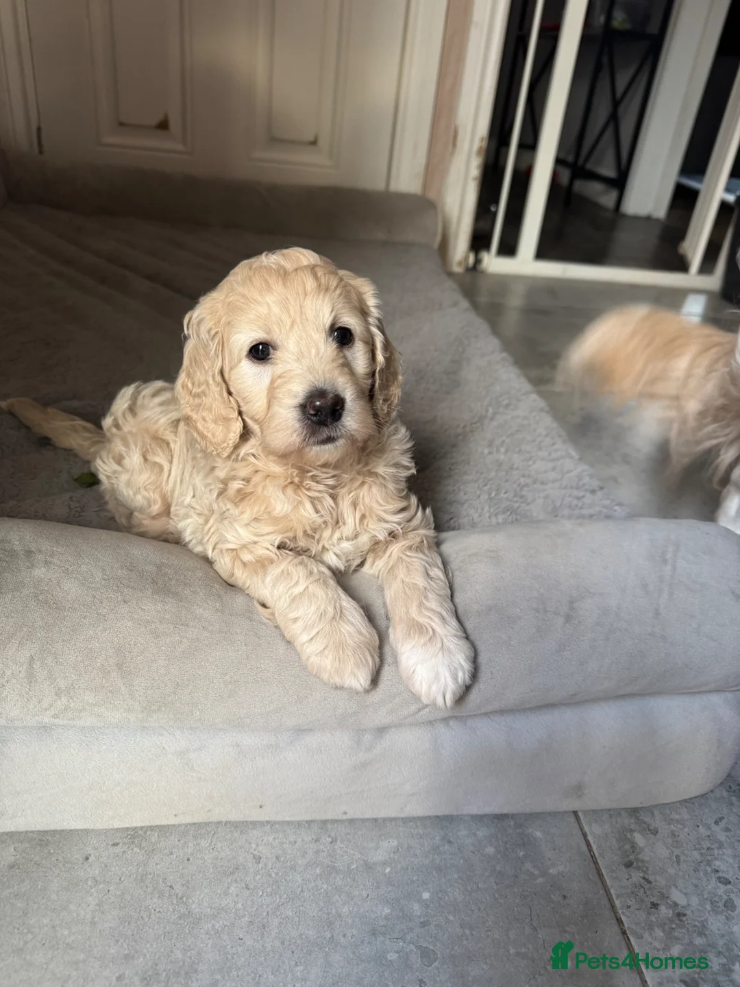 Mini Goldendoodle dogs for sale: Stunning female mini f1 Goldendoodle  - Advert 1
