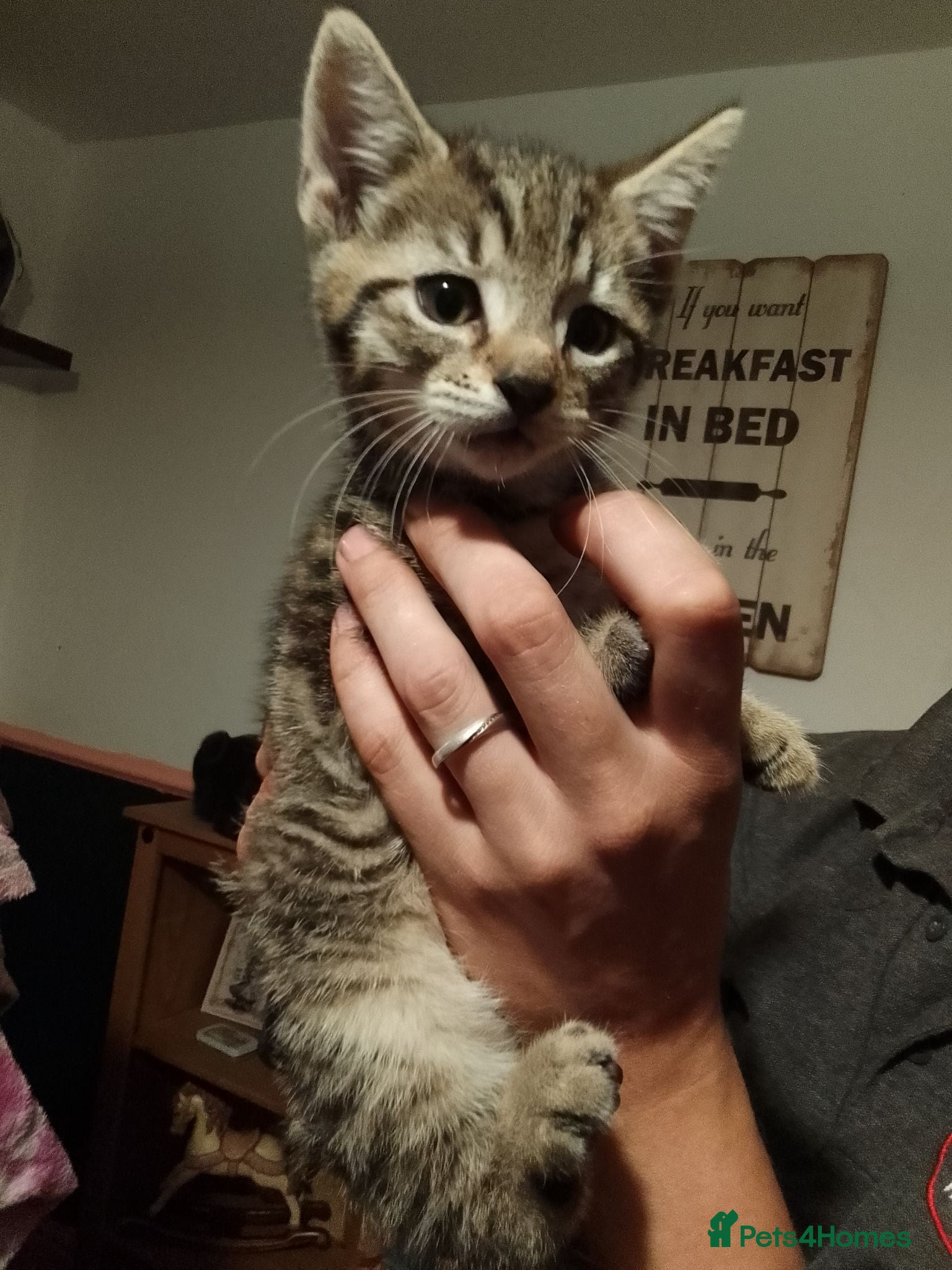 Mixed Breed cats 1 MALE LEFT. KITTEN. READY TO LEAVE NOW!! - Advert 16