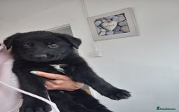 German Shepherd dogs for sale: German shepherd puppies  - Image 20