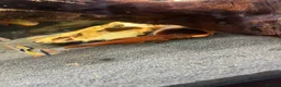 Tetras fish for sale: Tropical fish  - Advert 6