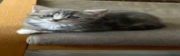 Mixed Breed cats for sale: British short hair/ bengal tabby kittens  - Advert 15