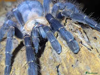 Tarantulas invertebrates P hatihati purple earth tiger tarantula male - Advert 4