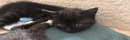 British Shorthair cats for sale: Two male kittens available from a British blue mum - Advert 4
