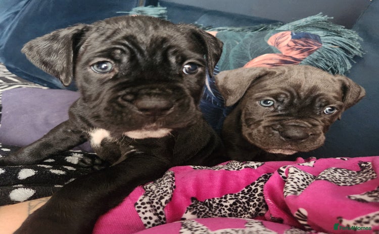 Cane Corso dogs - Advert 1