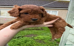 Cockapoo dogs for sale: Stunning toy size F1 cockapoo puppies - Image 15